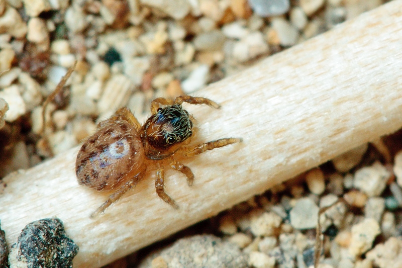 Euophrys cfr frontalis - Malta